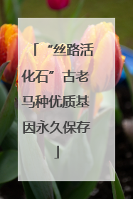 “丝路活化石”古老马种优质基因永久保存