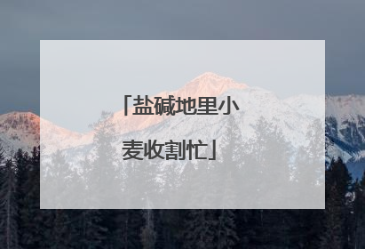 盐碱地里小麦收割忙