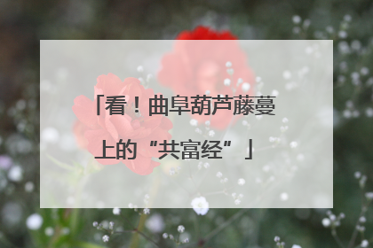 看！曲阜葫芦藤蔓上的“共富经”