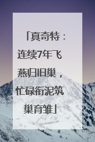 真奇特：连续7年飞燕归旧巢，忙碌衔泥筑巢育雏