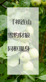 祁连山雪豹豺狼同框现身