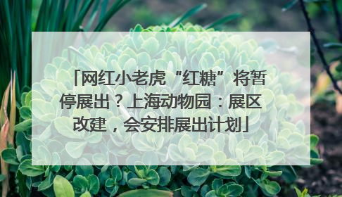 网红小老虎“红糖”将暂停展出？上海动物园：展区改建，会安排展出计划