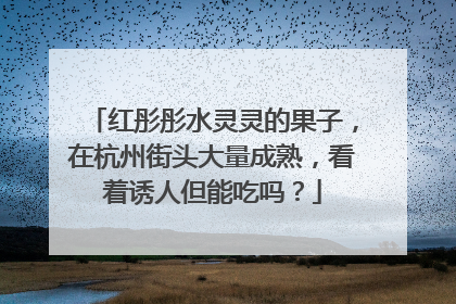红彤彤水灵灵的果子，在杭州街头大量成熟，看着诱人但能吃吗？