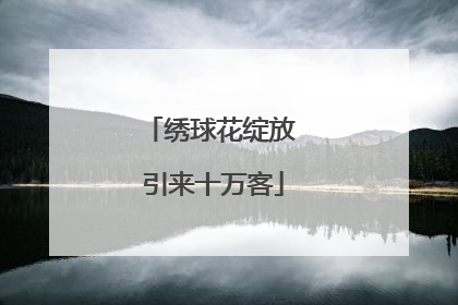 绣球花绽放 引来十万客
