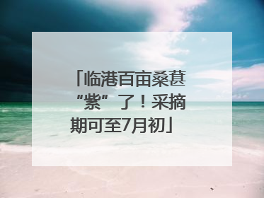 临港百亩桑葚“紫”了！采摘期可至7月初