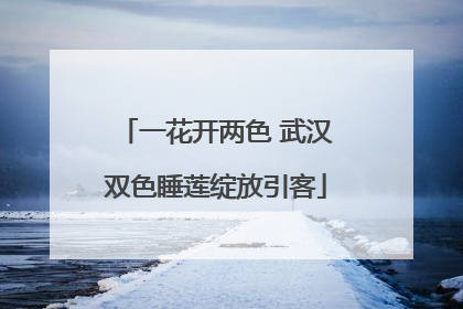 一花开两色 武汉双色睡莲绽放引客