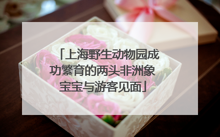 上海野生动物园成功繁育的两头非洲象宝宝与游客见面
