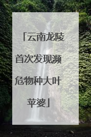 云南龙陵首次发现濒危物种大叶苹婆