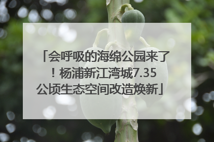 会呼吸的海绵公园来了！杨浦新江湾城7.35公顷生态空间改造焕新