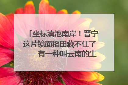 坐标滇池南岸！晋宁这片镜面稻田藏不住了——有一种叫云南的生活之365天