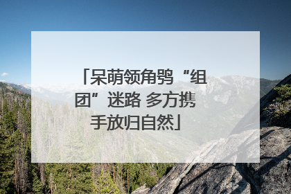 呆萌领角鸮“组团”迷路 多方携手放归自然