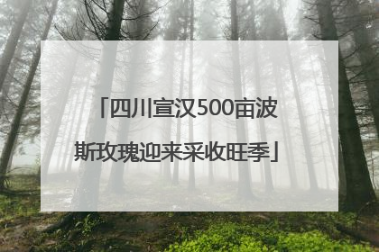 四川宣汉500亩波斯玫瑰迎来采收旺季