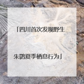 四川首次发现野生朱鹮夏季栖息行为