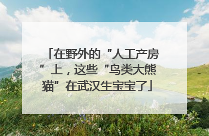 在野外的“人工产房”上，这些“鸟类大熊猫”在武汉生宝宝了