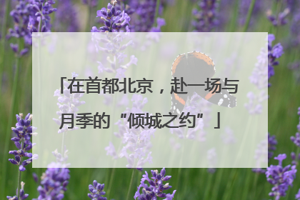 在首都北京，赴一场与月季的“倾城之约”