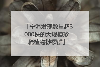 宁洱发现数量超3000株的大规模珍稀植物桫椤群