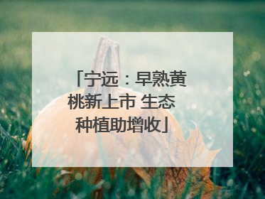 宁远：早熟黄桃新上市 生态种植助增收