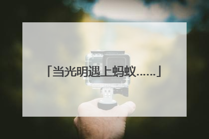 当光明遇上蚂蚁……