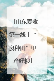 山东麦收第一线丨“良种田”里产好粮