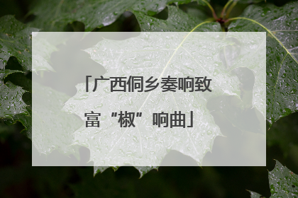 广西侗乡奏响致富“椒”响曲