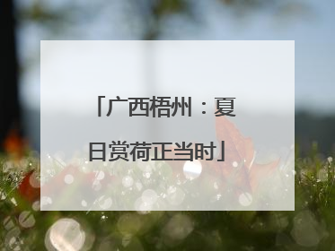 广西梧州：夏日赏荷正当时