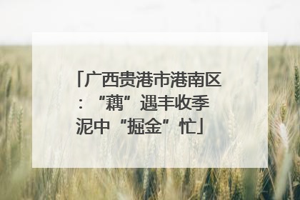 广西贵港市港南区：“藕”遇丰收季 泥中“掘金”忙