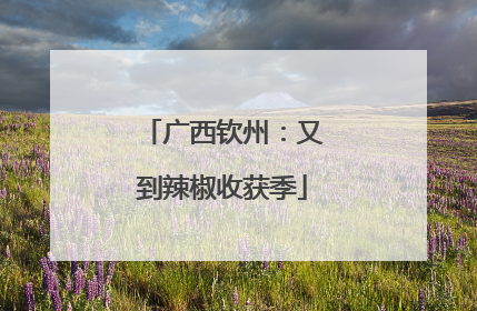 广西钦州：又到辣椒收获季