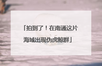 拍到了！在南通这片海域出现伪虎鲸群