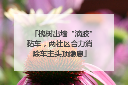 槐树出墙“滴胶”黏车，两社区合力消除车主头顶隐患