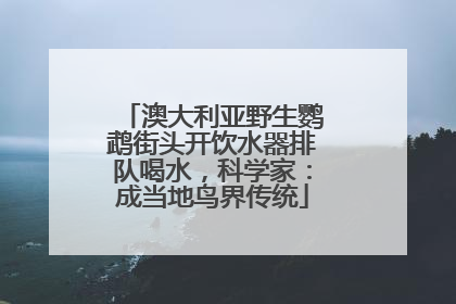 澳大利亚野生鹦鹉街头开饮水器排队喝水，科学家：成当地鸟界传统