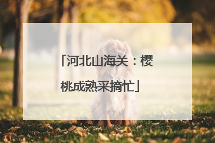 河北山海关：樱桃成熟采摘忙