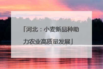 河北：小麦新品种助力农业高质量发展