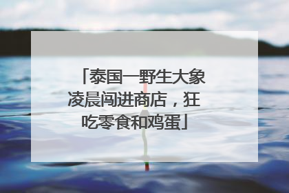 泰国一野生大象凌晨闯进商店，狂吃零食和鸡蛋