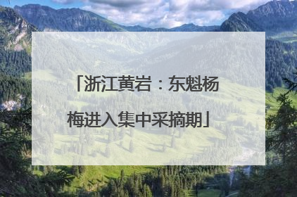 浙江黄岩：东魁杨梅进入集中采摘期
