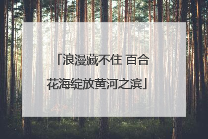 浪漫藏不住 百合花海绽放黄河之滨