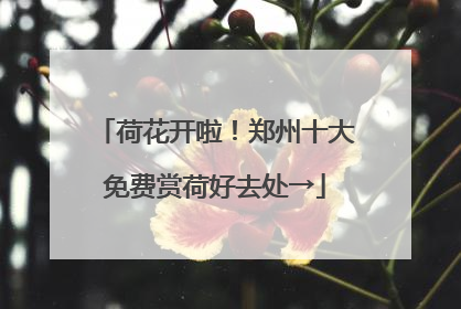 荷花开啦!郑州十大免费赏荷好去处→