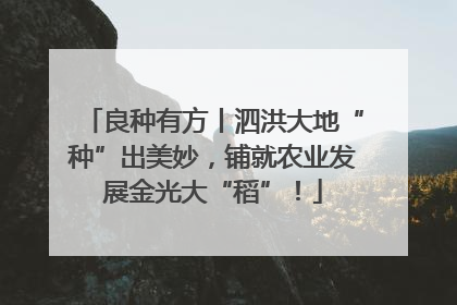 良种有方丨泗洪大地“种”出美妙，铺就农业发展金光大“稻”！