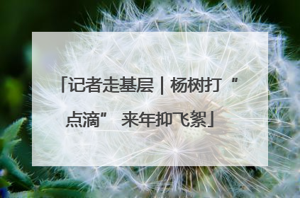 记者走基层｜杨树打“点滴” 来年抑飞絮