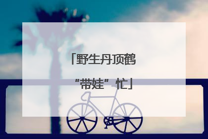 野生丹顶鹤“带娃”忙