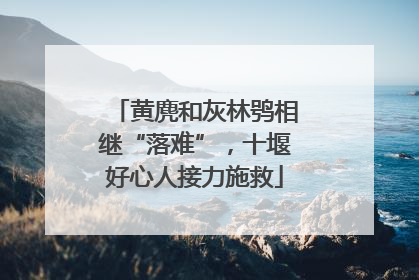 黄麂和灰林鸮相继“落难”，十堰好心人接力施救