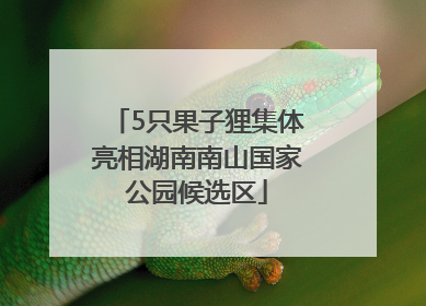5只果子狸集体亮相湖南南山国家公园候选区